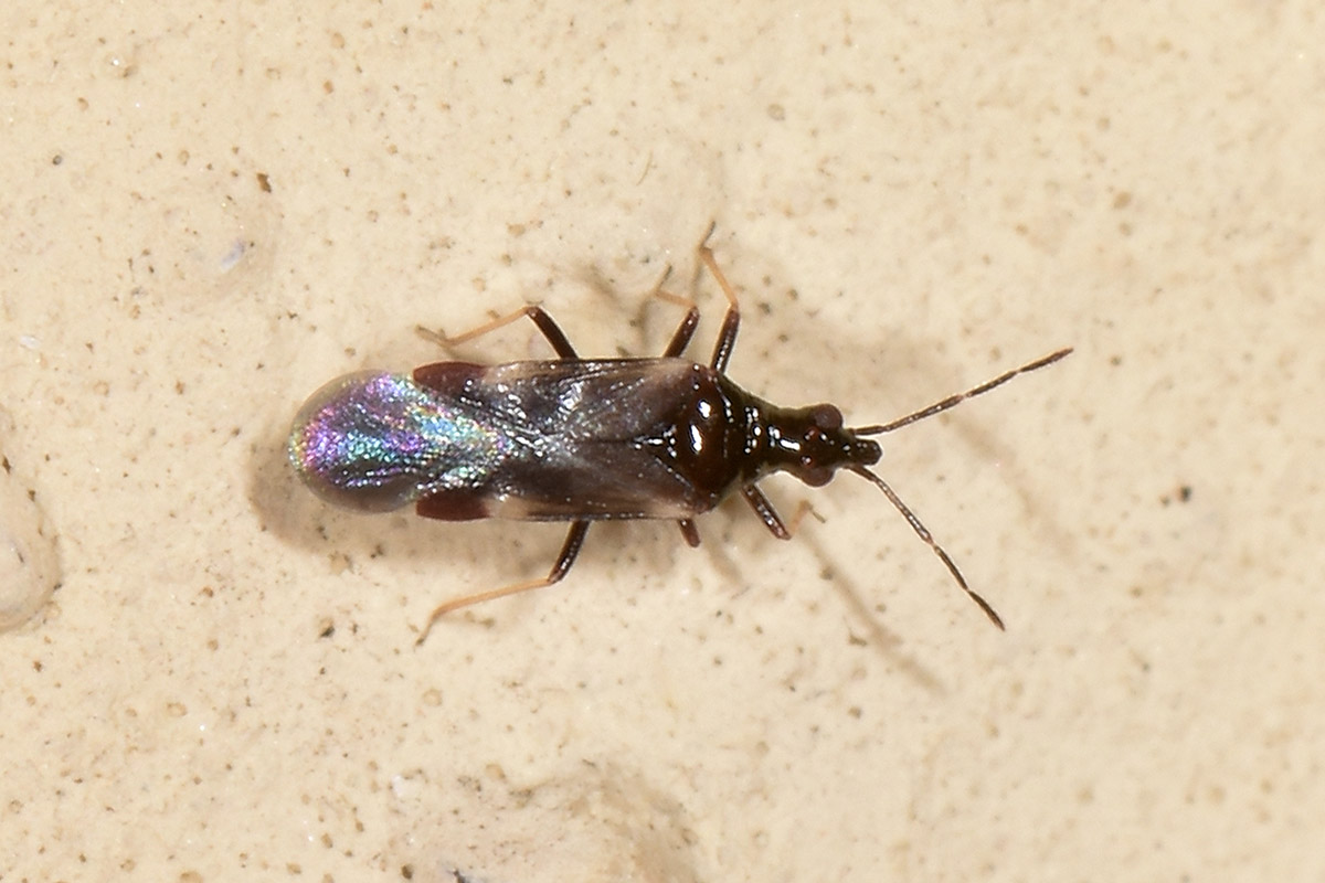 Microphysidae? S, Loricula freyi, femmina e maschio (adulto e ninfa) dell''Abruzzo